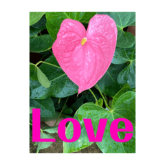 Anthurium English greetings Love phrases