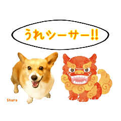 satomin_corgi_shura_pun2