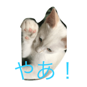 my funny cats3