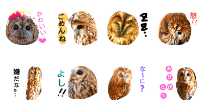 Owl Stamp.