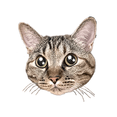 Everyday with Chai-chan