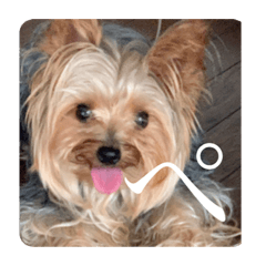 stick yorkie  tongue out