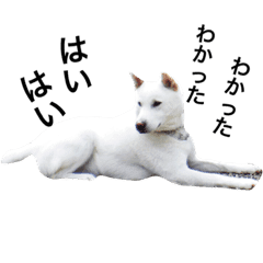 紀州犬 セミ丸 Line スタンプ Line Store 紀州犬 セミ丸 Line スタンプ Line Store
