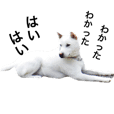 紀州犬 セミ丸