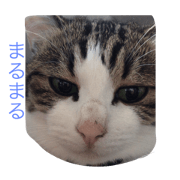 Hijiki  Mix Cat