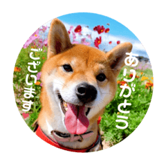 Shiba dog named KAEDE.