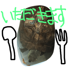 Is my pet turtle.  4th