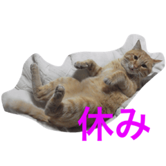 nahochii