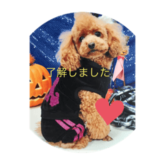 yayoi_20210903124939