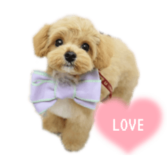 favorite dog uru_20210904211254