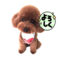 Toy Poodle 0101