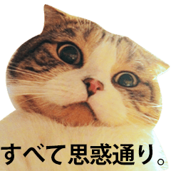 ちょっと上から目線の猫