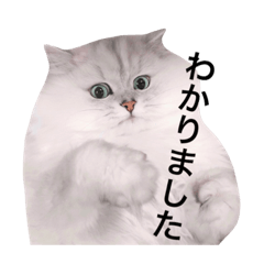 Mr.Shiratama cat 2