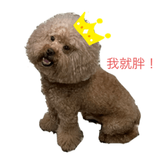 我媽逼我的狗狗家族！