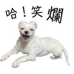 毛小孩-日常用語