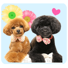 Toy Poodle Nene and Mumu sticker