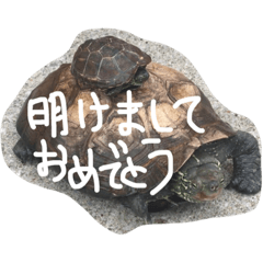 Mr. home of turtles.