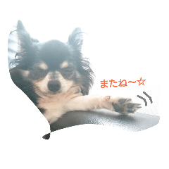 Chihuahua no SAKURA san