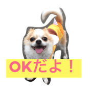 Chihuahua, BURAN to bite