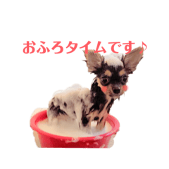 No dog No life (Chihuahua)