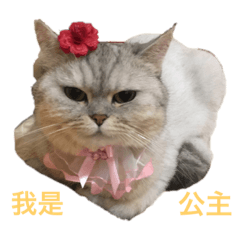 面無表情 小哀日常