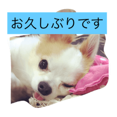 animal16