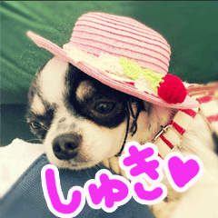 DOGSticker1223