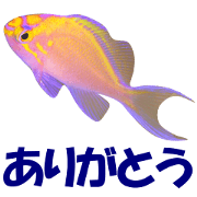 Fish in Akinohama
