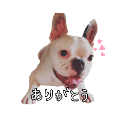 フレパグのアロくん２