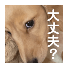 dogggaa