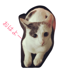 mumuo