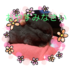 cocoa_20210904213757