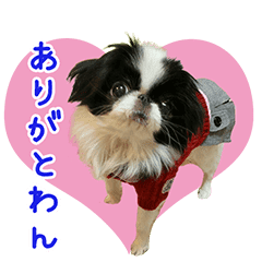 可愛い狆のかりんちゃま Line スタンプ Line Store 可愛い狆のかりんちゃま Line スタンプ Line Store