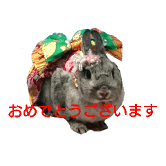 rabbit fuu2