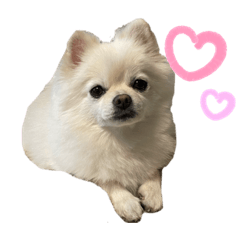 Pomeranian nine
