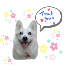 Always Happy Smile Corgi