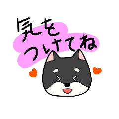 Muttochan_kuroshiba