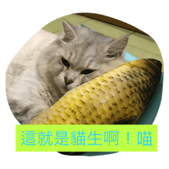 這就是貓生
