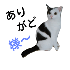 A cat who speaks Yamagata dialect.