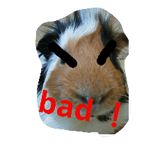 guinea pig a go! go! 3