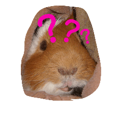 guinea pig a go! go! + rabbit 4