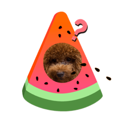 狗狗開心的一天