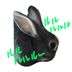 rabbit-kun