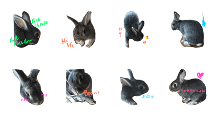 rabbit-kun rabbit-kun