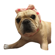 French Bulldog-popo