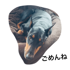 Doberman pictures with Japanese phrases