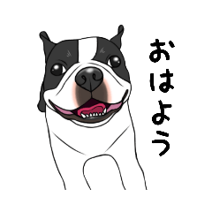 Boston terrier masa