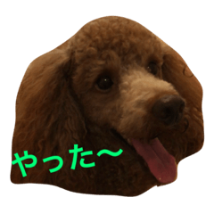 toy poodle luchan.haichan part2