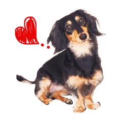 ミニチュアダックスフンドのメル Line スタンプ Line Store ミニチュアダックスフンドのメル Line スタンプ Line Store