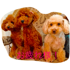 Toy poodle Momo,Ruru,Coco